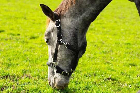 Grazing horse enjoying a sunny afternoon in a lush green field surrounded by nature's tranquility and vibrant scenery