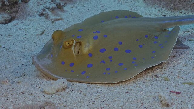 Blue spotted stingray up close.