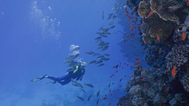 Female scuba diver approaches fish covered wall.