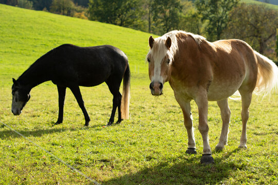 Curious horses grazing peacefully in a lush green meadow under the warm afternoon sun, showcasing companionship and tranquility in nature's embrace