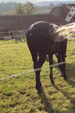 Majestic black horse grazing in a sunlit pasture surrounded by lush green grass and rustic farm buildings, capturing the essence of countryside serenity