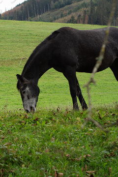 Majestic black horse grazing peacefully in a lush green meadow surrounded by serene nature under a cloudy sky in early autumn