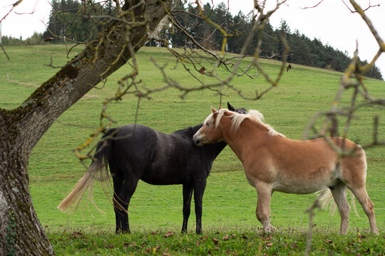 Two horses share a tender moment in a tranquil green pasture surrounded by rolling hills and trees under a cloudy sky in the countryside