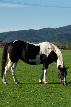 Majestic black and white horse grazing peacefully in a lush green meadow under a clear blue sky surrounded by mountains in the early afternoon light