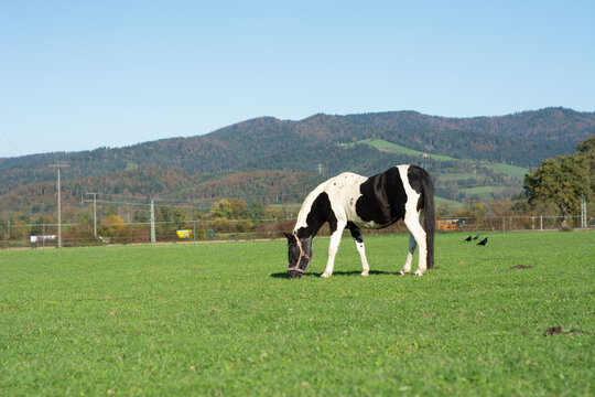 Grazing black and white horse in a lush green field surrounded by distant mountains under a clear blue sky during a sunny autumn day