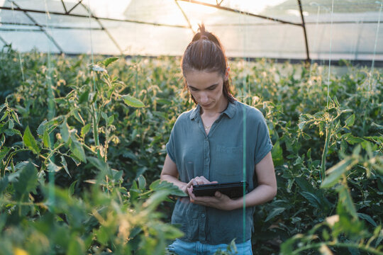 Greenhouse crop inspection with digital tablet