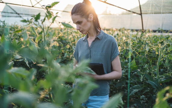 Female agronomist monitoring unripe tomato crop  in greenhouse