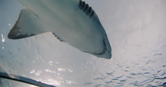 Exploring an aquarium in Toronto with sharks swimming above