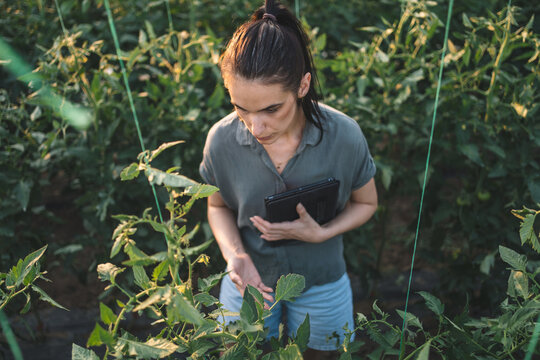 Woman checking tomato crop growth in greenhouse