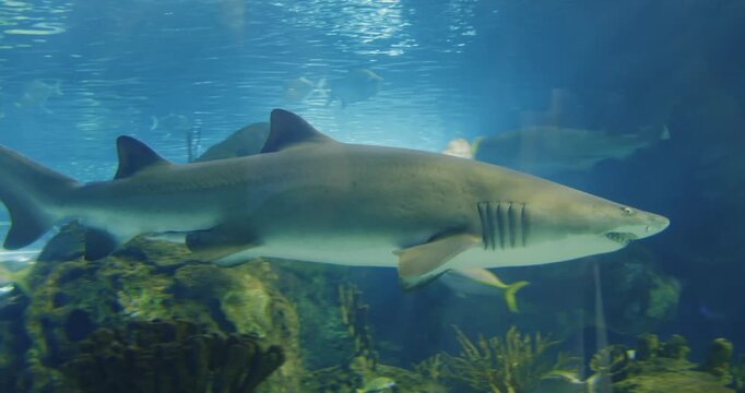 Explore an aquarium in Toronto featuring various fish and sharks