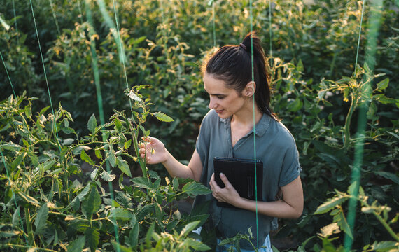 Female agronomist inspecting tomato plants and checking crop condition inside greenhouse