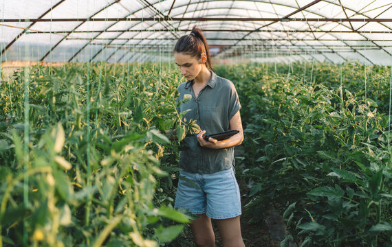Woman monitoring tomato crop growth in greenhouse