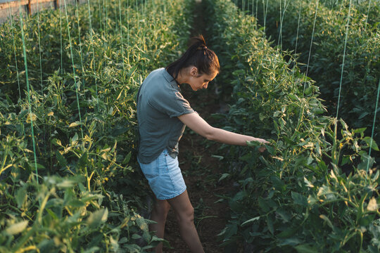 Female agronomist checking tomato plants in greenhouse