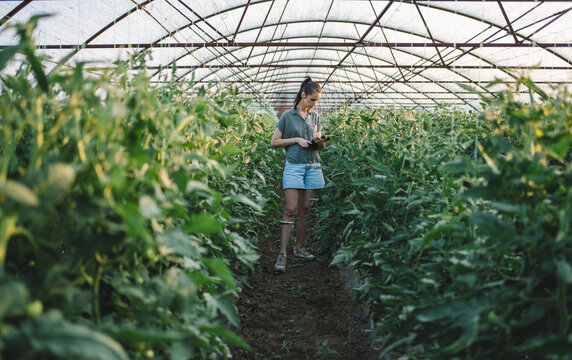 Female agronomist inspecting tomato plants in greenhouse