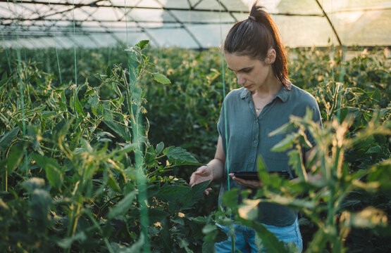 Female agricultural specialist monitoring tomato plants