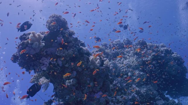  Large number of fish on coral head.
