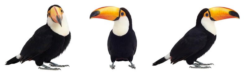 Naklejka premium Toucan isolated on transparent background