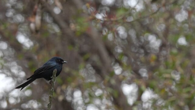 4K slow-motion footage of a fork-tailed Drongo perched on an exposed branch in the South African bush. The glossy black bird repeatedly turns its head and scans its surroundings.