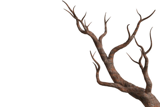 leafless tree branch, showcasing its gnarled and textured bark
