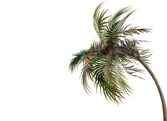 Fototapeta premium Tropical Palm Tree with Blowing Fronds Isolated