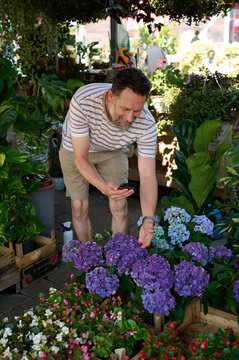 Smiling Man Photographing Hydrangeas at Outdoor Plant Nursery With Smartphone While Shopping