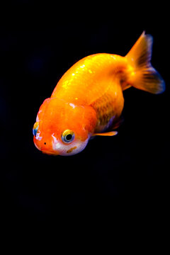 A close-up of a ranchu goldfish without a dorsal fin against a black background