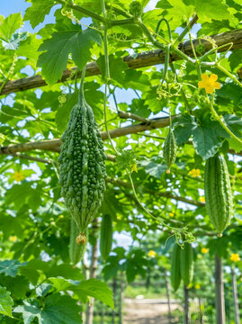 Fresh green bitter melon growing on a vine in the garden