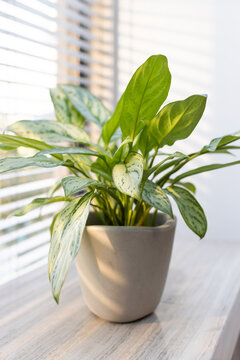 Variegated houseplant sitting in matte pot on light wood table near blinds, casting shadows