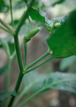 Small green chili peppers are developing on the branches of a chili plant