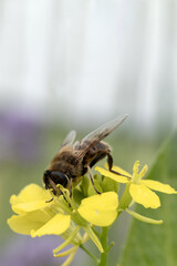Bee collects nectar from yellow flowers in a garden during the day © Jill Dundee