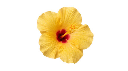 Yellow Hibiscus Flower Cutout Isolated Element with Water Drops, Tropical Floral Design PNG © creativestock