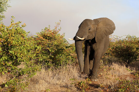 Afrikanischer Elefant / African elephant / Loxodonta africana