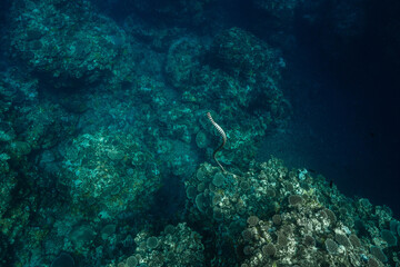 Sea snake swimming vertically in tropical blue water © Satoshi