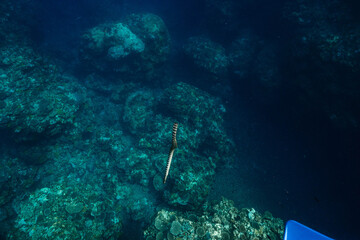 Banded sea snake in the blue ocean above a coral reef © Satoshi