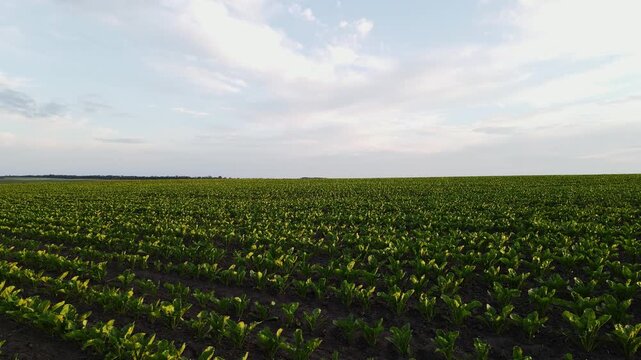 Vast sugar beet field with young green plants growing in rows under a beautiful cloudy blue sky during sunset