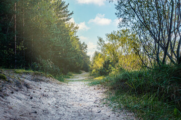 Scenic sandy path winding through a green forest in warm sunlight. Peaceful summer woodland landscape with trees, grass and blue sky. © Mariia