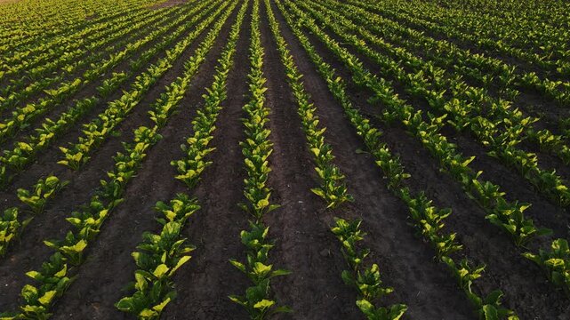 Drone flying over green sugar beet crop field plantation in endless rows at sunset from an aerial perspective on a spring day