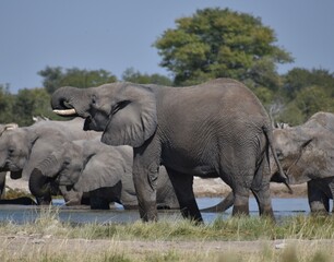 Fototapeta premium A large adult African elephant drinking water near its family at a watering hole in the Etosha National Park in Namibia