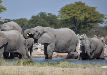 Obraz premium A family of African elephants washing and playing at a watering hole in the Etosha National Park in Namibia
