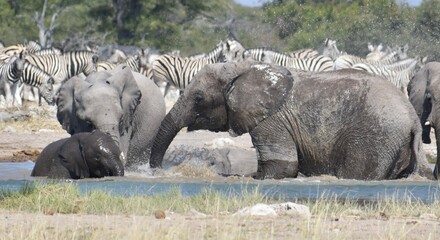 A beautiful family of African elephants washing and playing together at a watering hole in the...