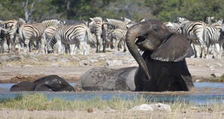 A young, happy African elephant washing itself and playing in a watering hole in the Etosha National Park in Namibia