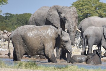 Obraz premium A herd of elephants washing and playing together in a watering hole in the Etosha National Park in Namibia