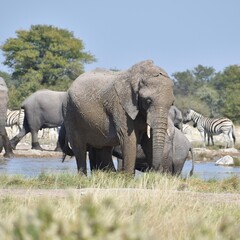 Obraz premium A huge muddy African elephant exiting the water at a watering hole in the Etosha National Park in Namibia