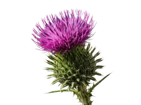 Purple thistle flower isolated on white background, prickly wild plant macro photography.