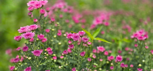 Obraz premium The pink chrysanthemum are in dense clusters, with petals arranged in layers, bright pink flowers have beautifully layered petals and are displayed in clusters on branches with dark green leaves. 