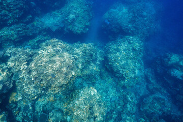 Underwater view of a vibrant tropical coral reef © Satoshi