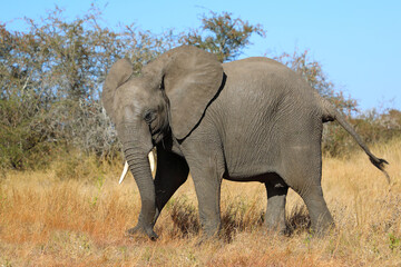 Fototapeta premium Afrikanischer Elefant / African elephant / Loxodonta africana