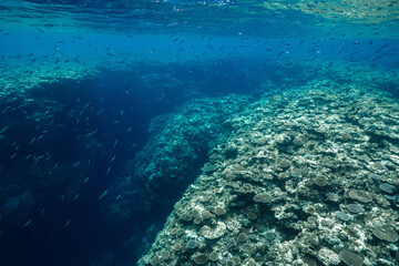 Colorful coral formations on a tropical underwater reef © Satoshi