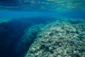 Underwater coral reef landscape in deep blue tropical sea © Satoshi
