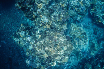Spectacular coral reef scenery in a tropical ocean © Satoshi
